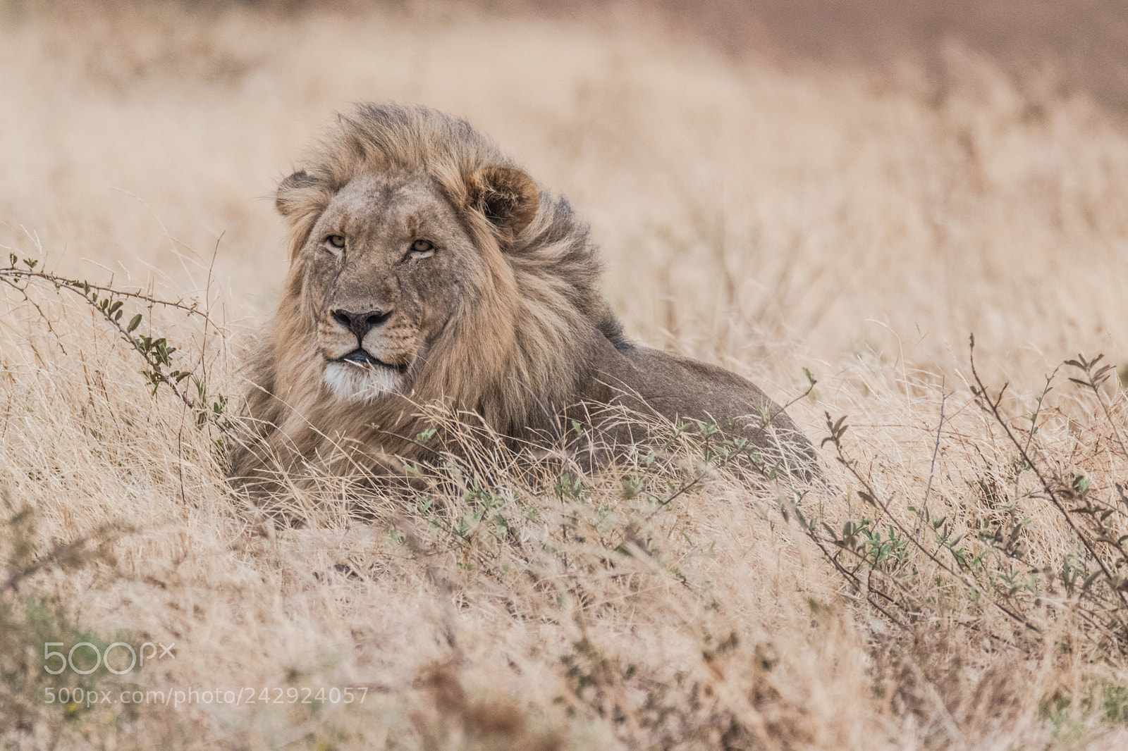 Nikon D5500 sample photo. King of the jungle photography
