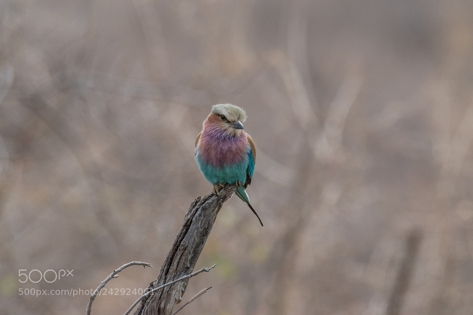Nikon D5500 sample photo. Lillac brested roller photography