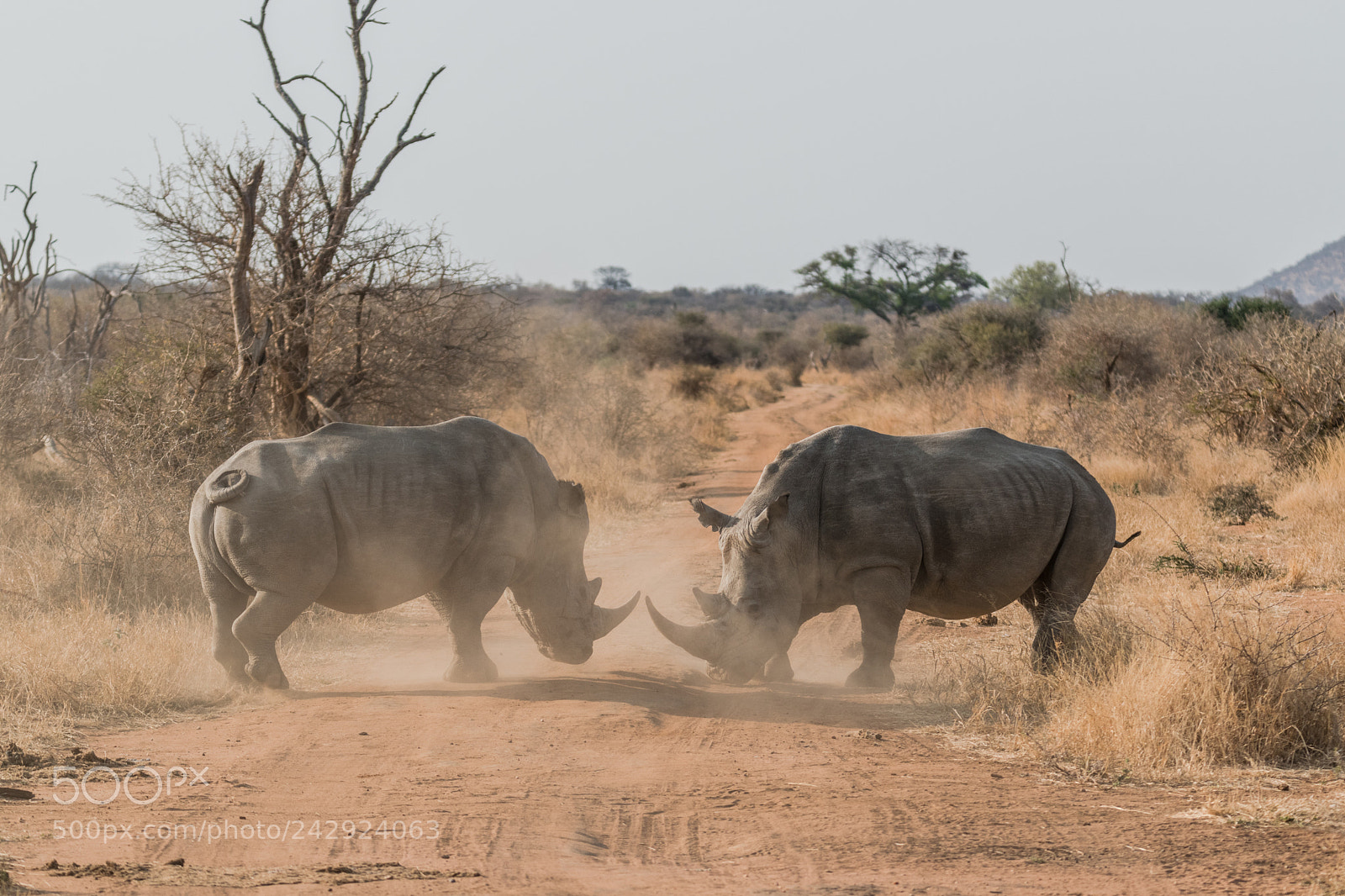 Nikon D5500 sample photo. Rhino dual photography