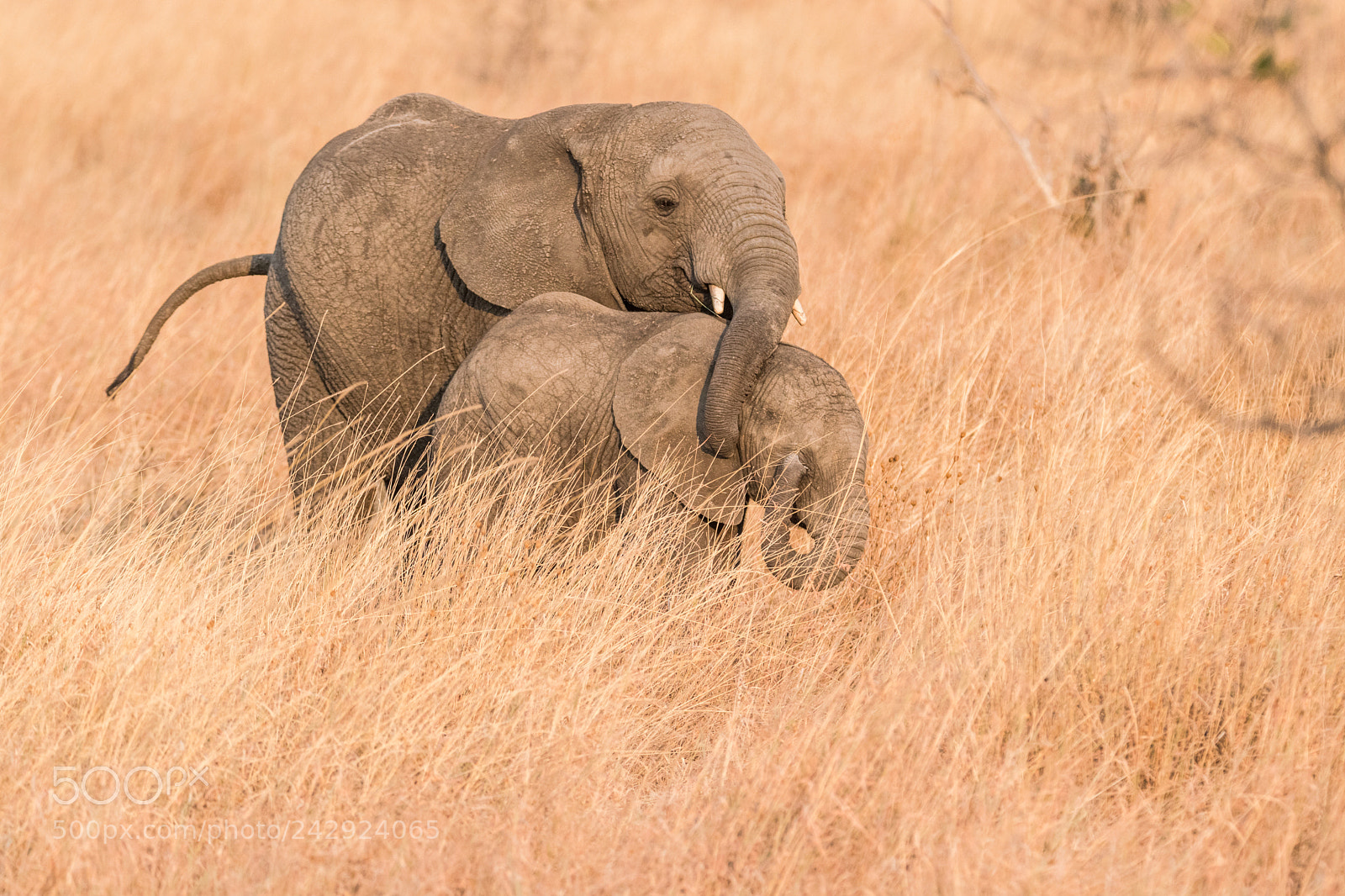 Nikon D5500 sample photo. Elephant photography
