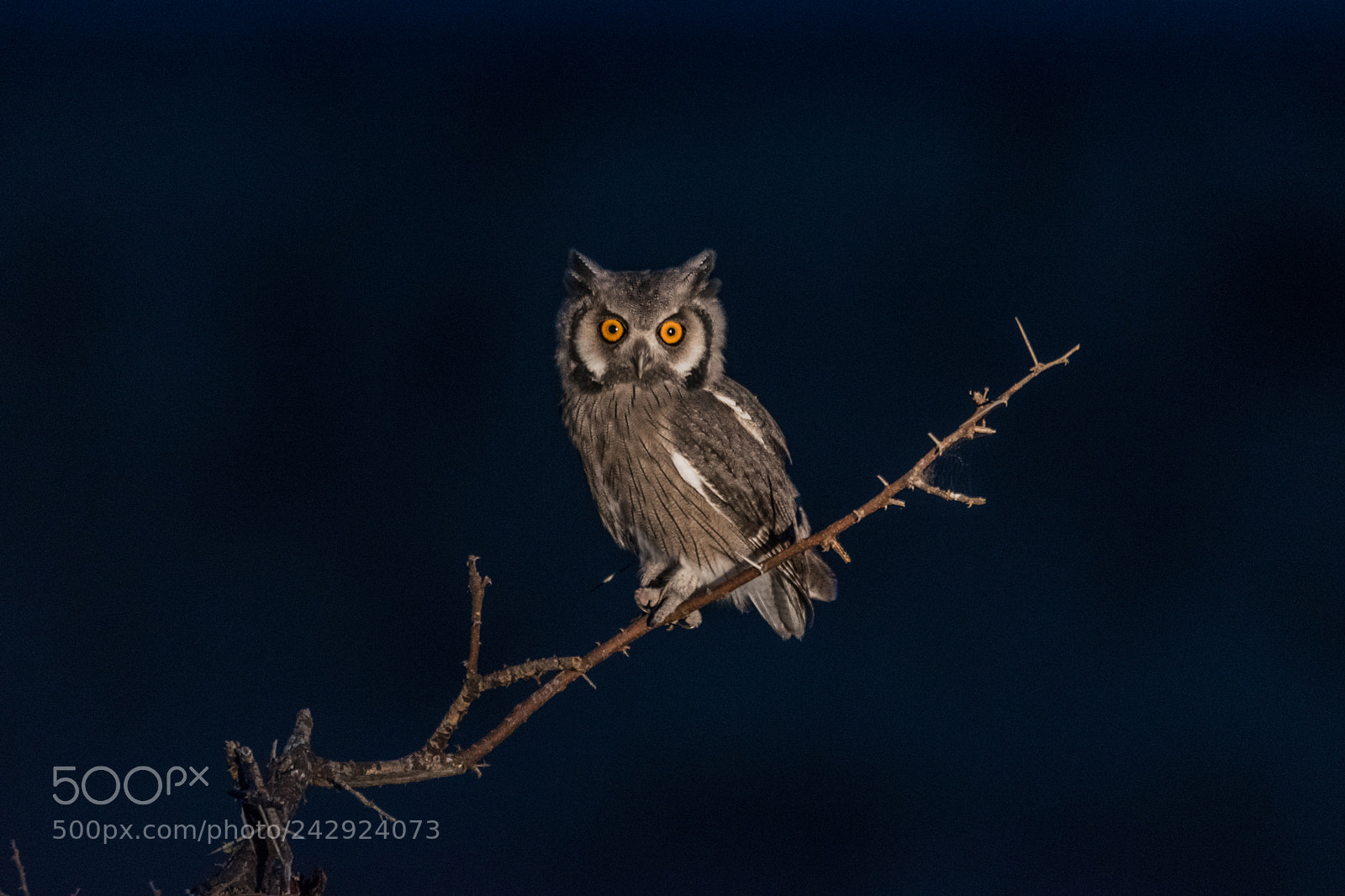 Nikon D5500 sample photo. Owl at night photography