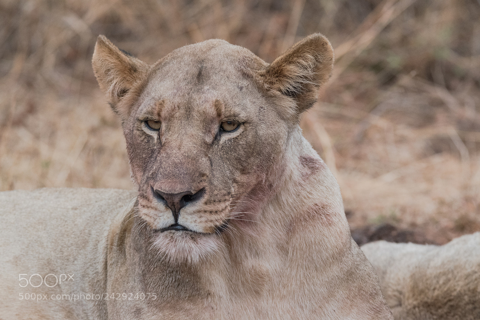 Nikon D5500 sample photo. Lioness photography