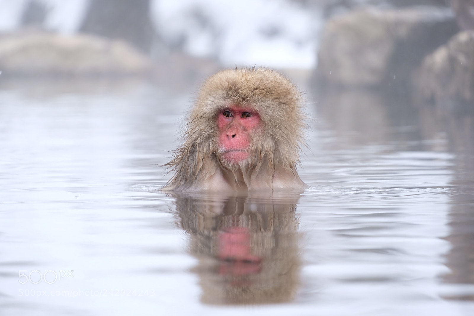 Fujifilm X-T20 sample photo. Monkey at the pool photography