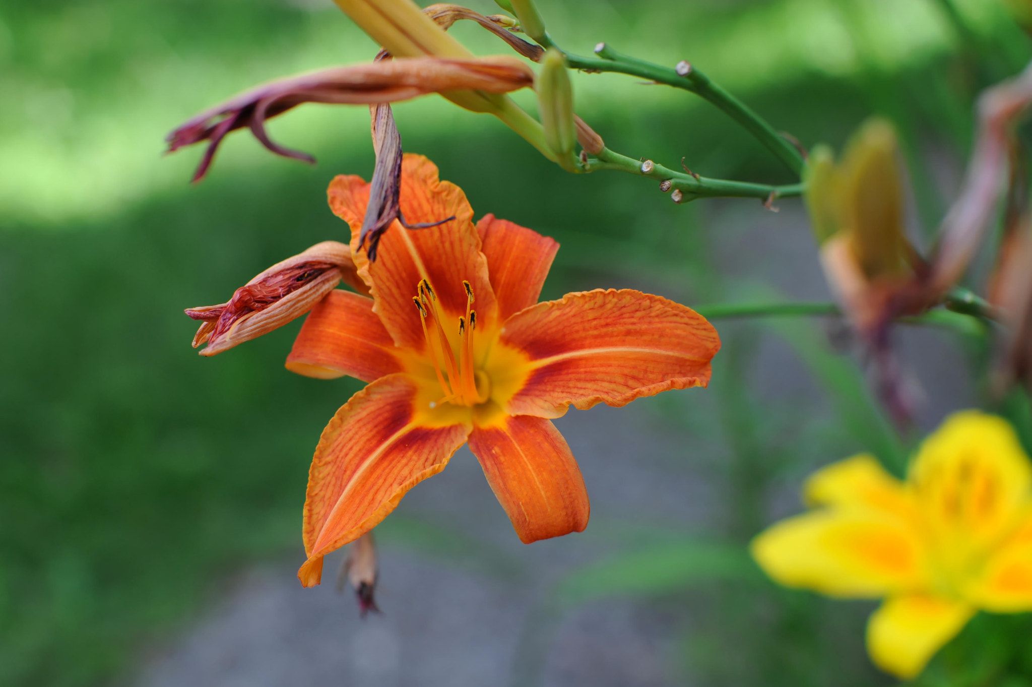 Nikon D700 + Manual Lens No CPU sample photo. In the garden photography