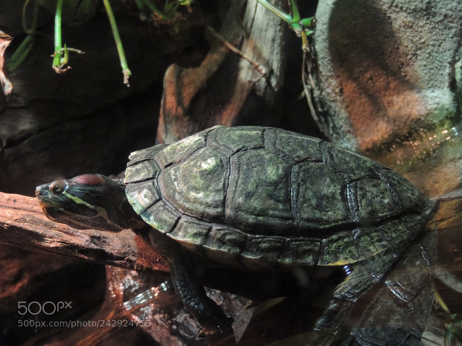 Nikon Coolpix P510 sample photo. The turtle is a photography