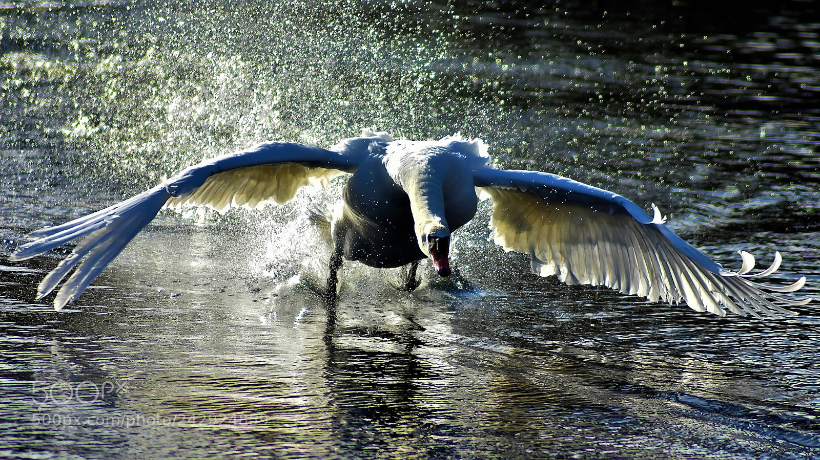 Nikon D3400 sample photo. Attack of a swan... photography
