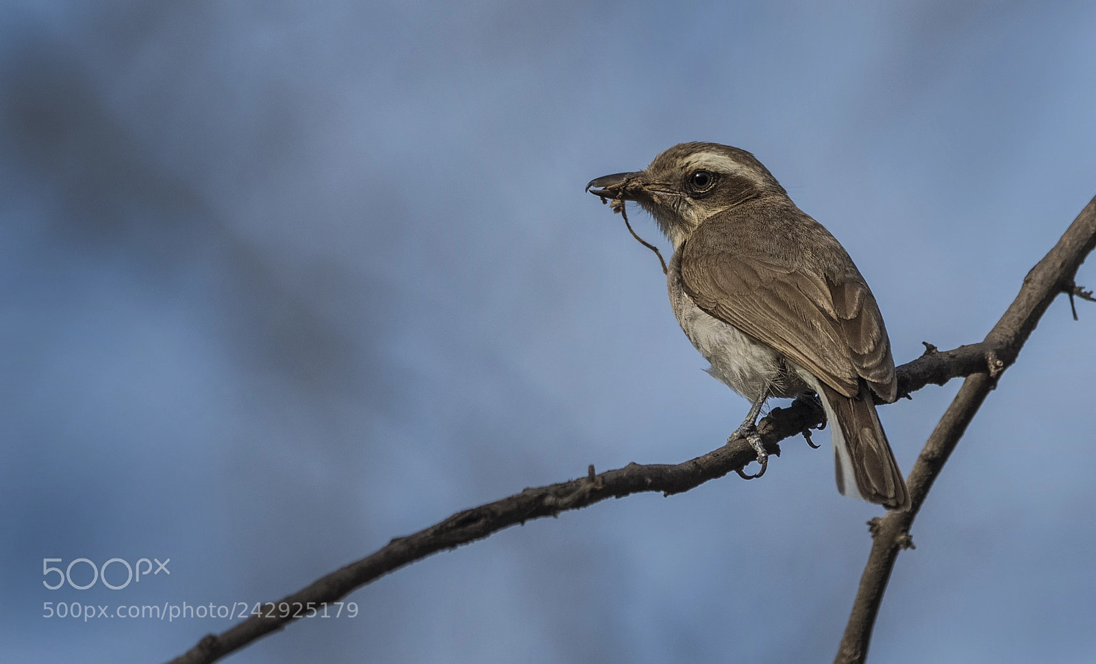 Nikon D500 sample photo. Woodshrike photography