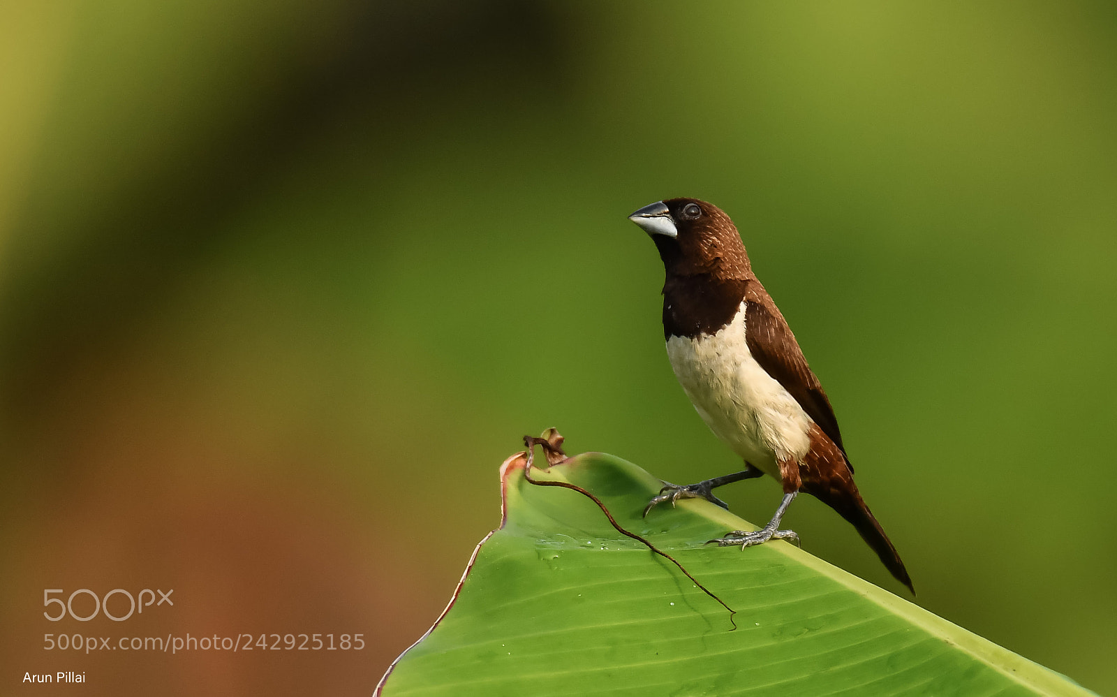 Nikon D500 sample photo. White rumped munia photography