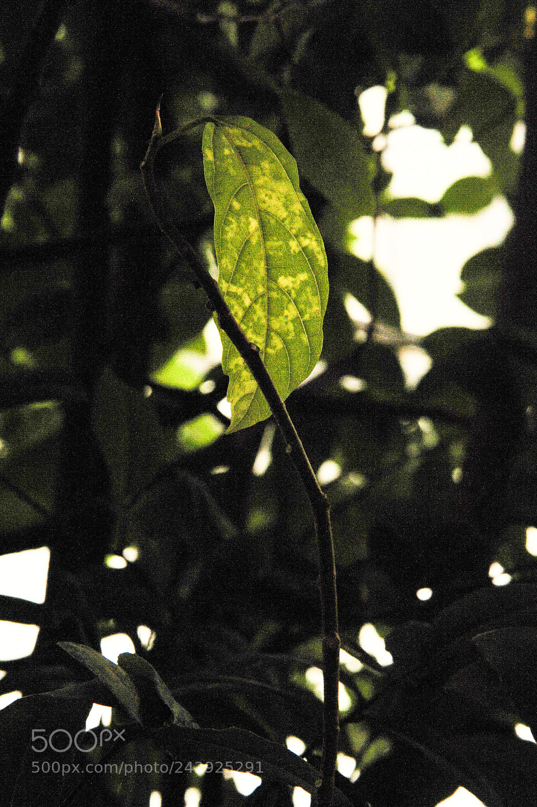 Nikon D700 sample photo. Last leaf photography