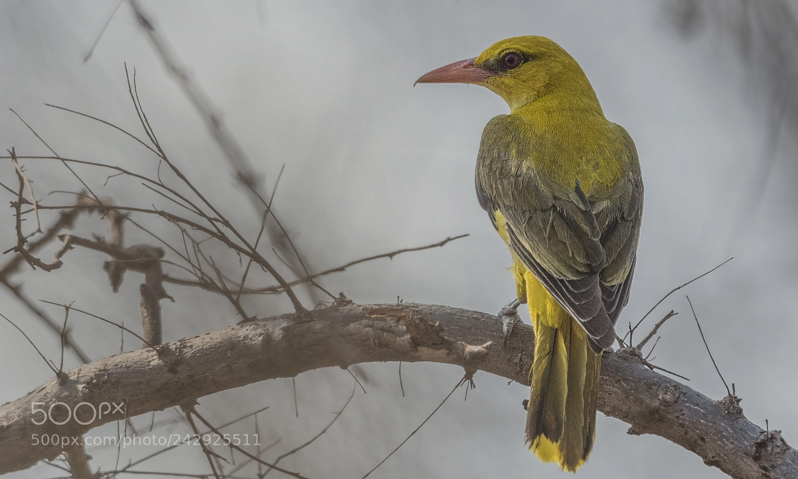 Nikon D500 sample photo. Indian golden oriole female photography