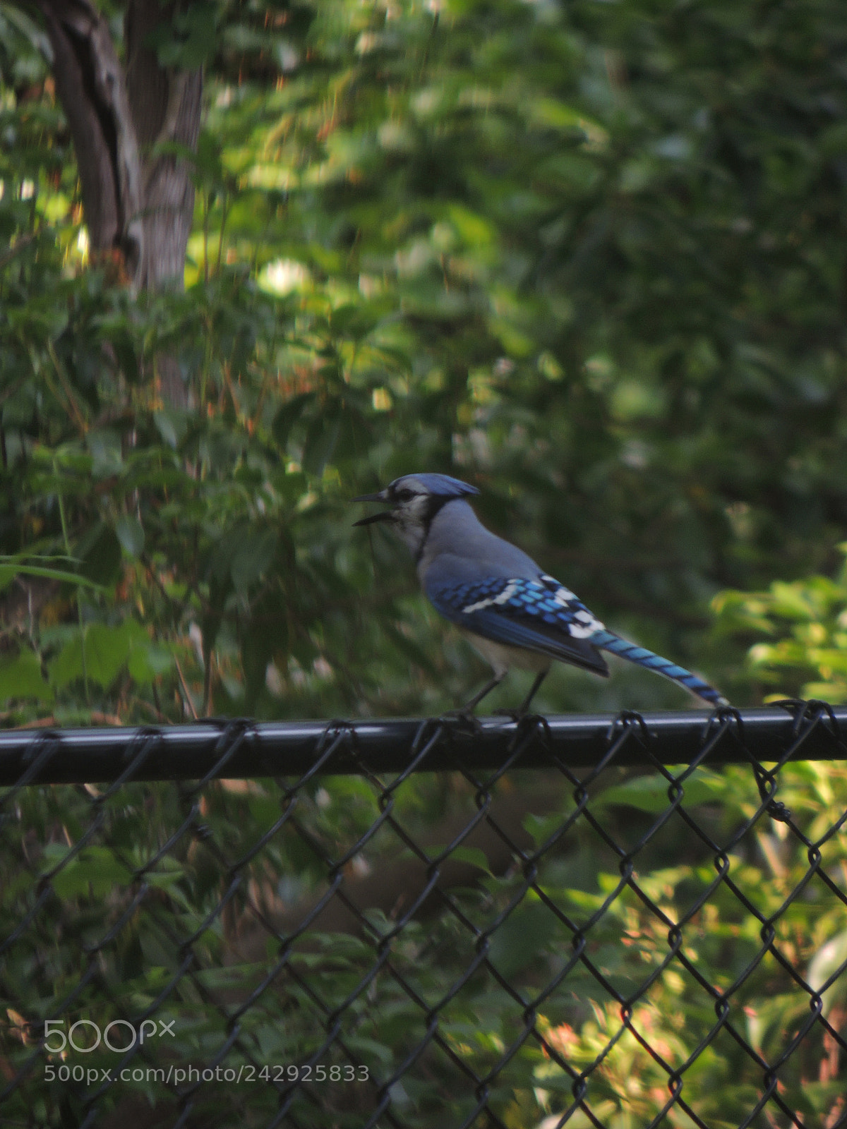 Nikon Coolpix P510 sample photo. My blue bird jay! photography