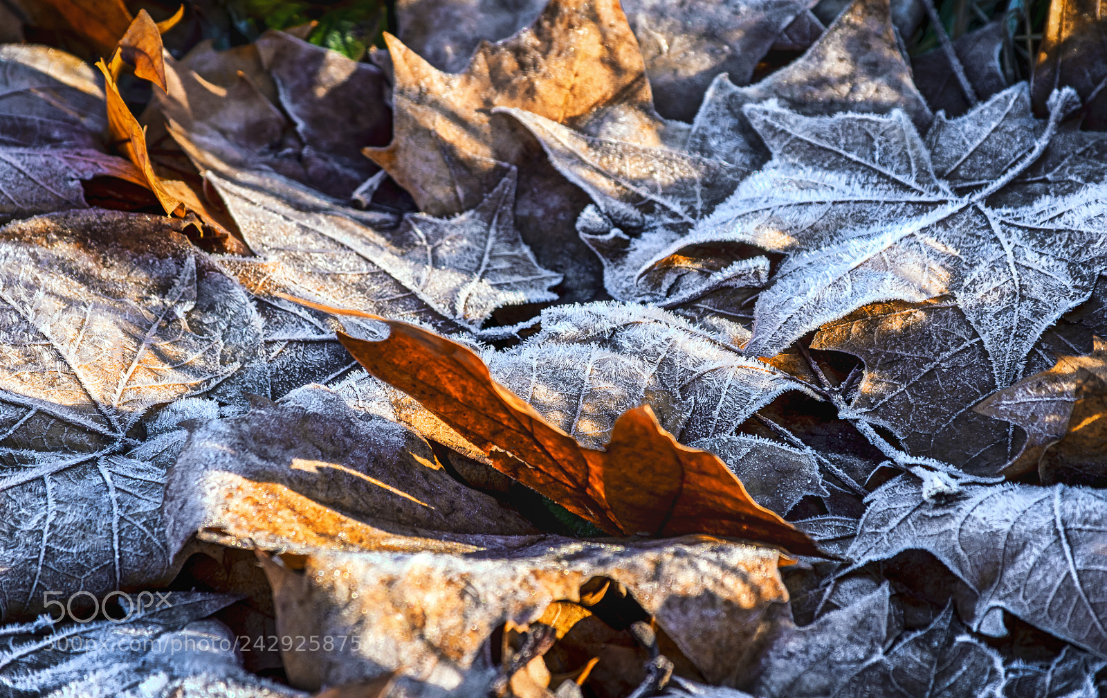 Nikon D7200 sample photo. Sunny winter photography