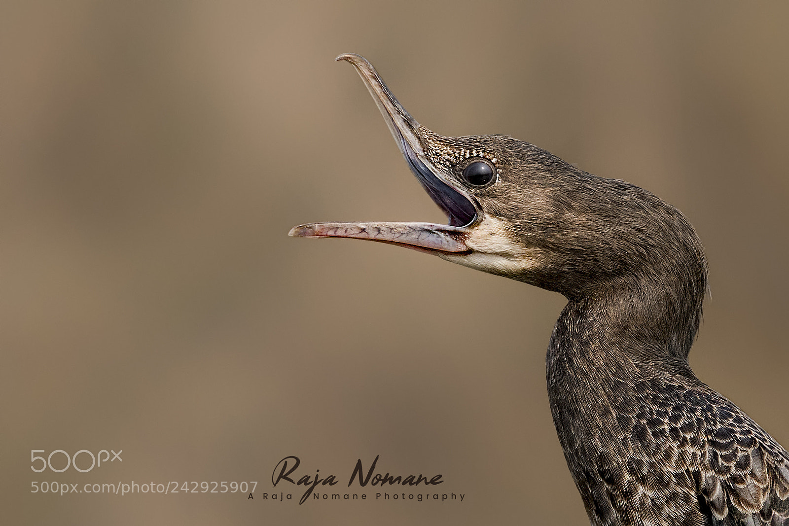 Nikon D500 sample photo. Little cormorant photography