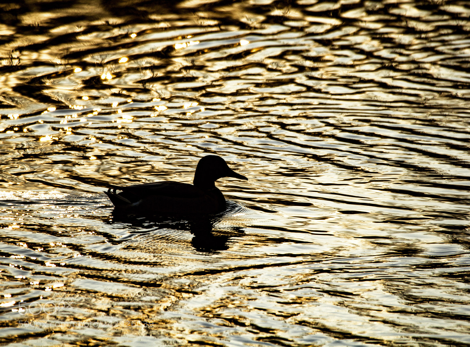 Canon EOS 60D sample photo. Untitled photography