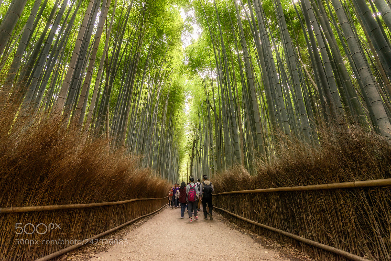 Nikon D610 sample photo. Arashiyama bamboo forest photography
