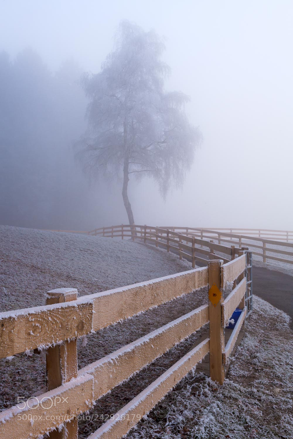 Canon EOS 5D Mark II sample photo. Birke im nebel photography