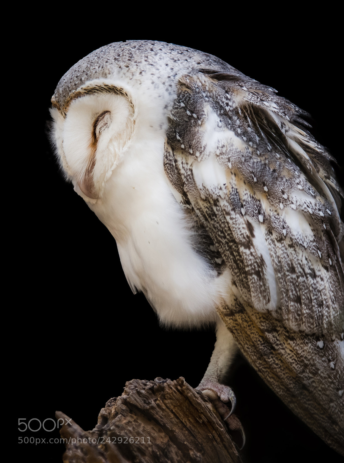Nikon D810 sample photo. What a hoot! photography