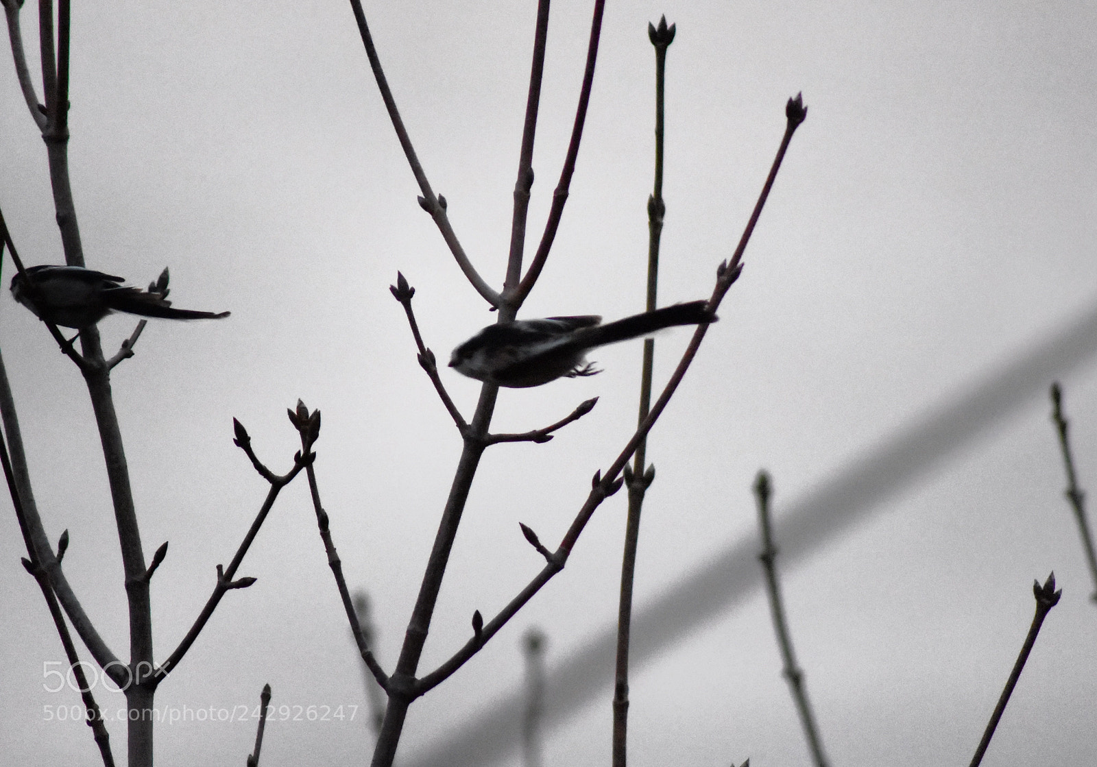 Nikon D7200 sample photo. Together but alone photography