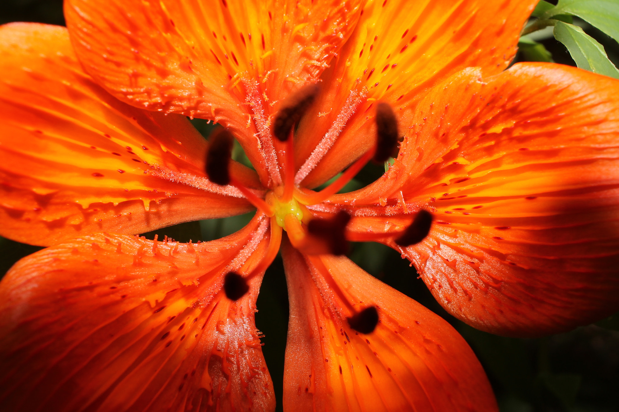 Canon EF-S 24mm F2.8 STM sample photo