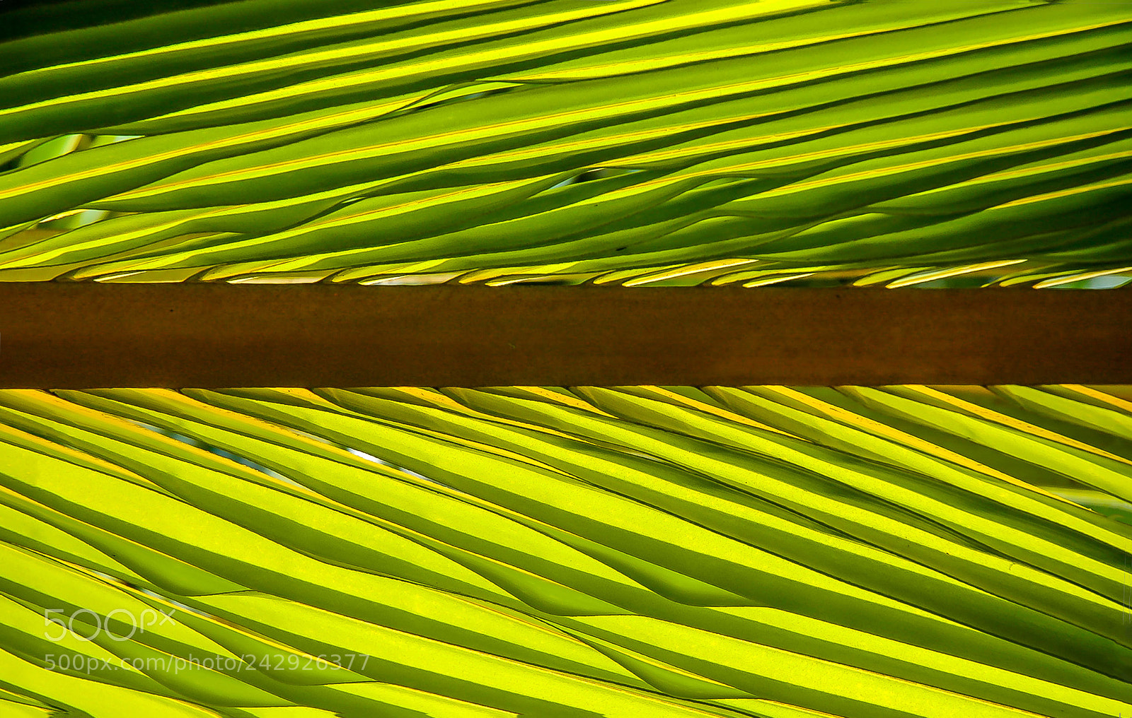 Nikon D70 sample photo. Palm ripples photography