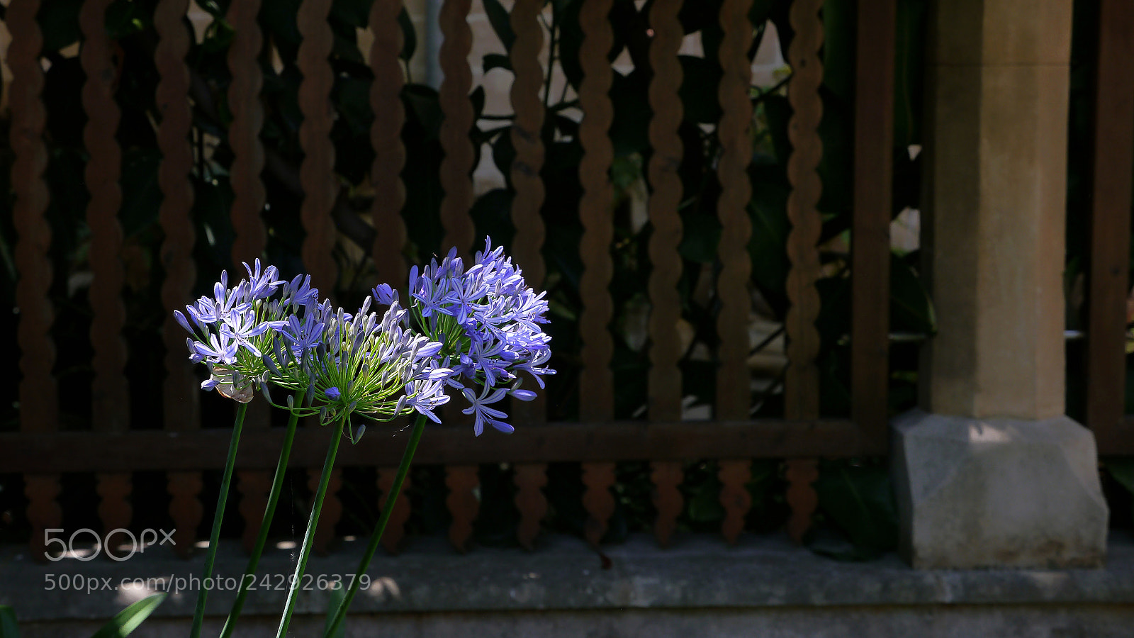 Panasonic Lumix DMC-G5 sample photo. Majorca blueflower photography