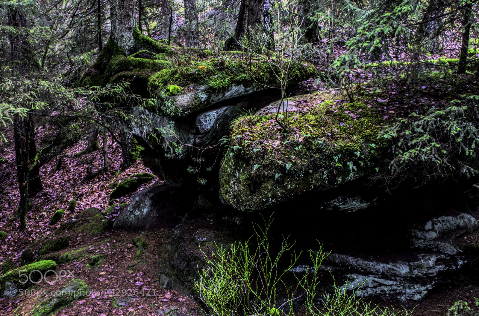 Nikon D7100 sample photo. Forest25 photography