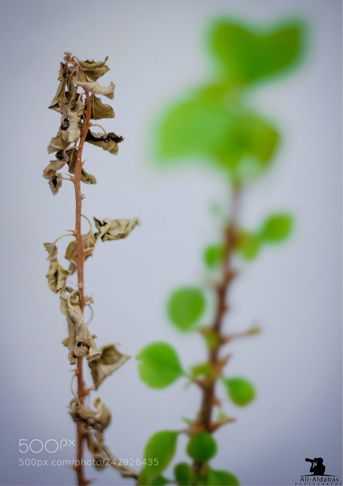 Canon EOS 550D (EOS Rebel T2i / EOS Kiss X4) sample photo. Between deth and life photography