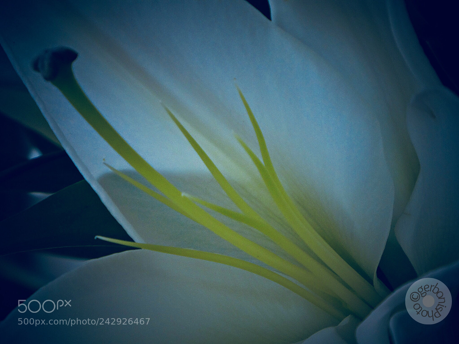 Panasonic Lumix DC-ZS70 (Lumix DC-TZ90) sample photo. White lilium photography