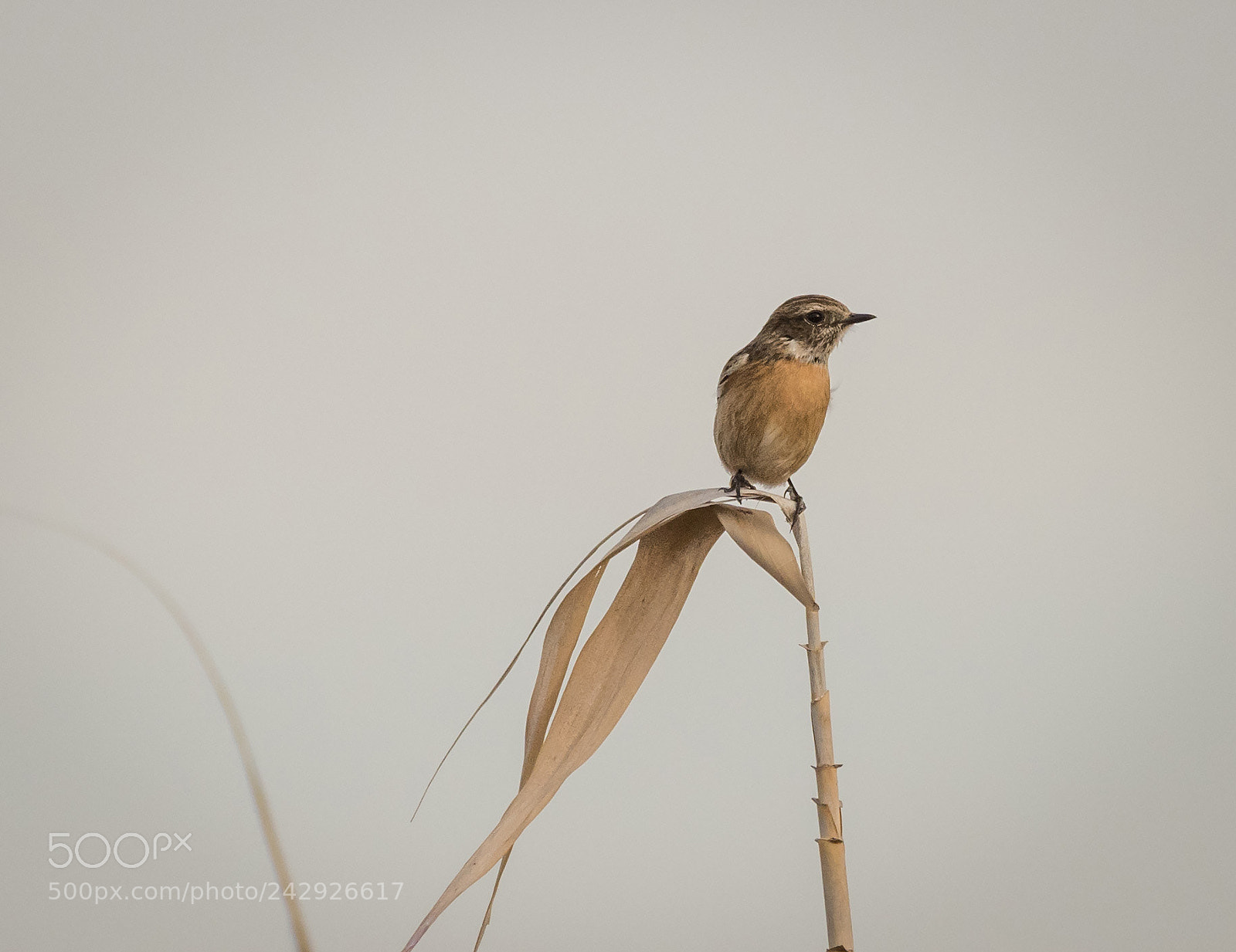 Nikon D810 sample photo. European stonechat photography