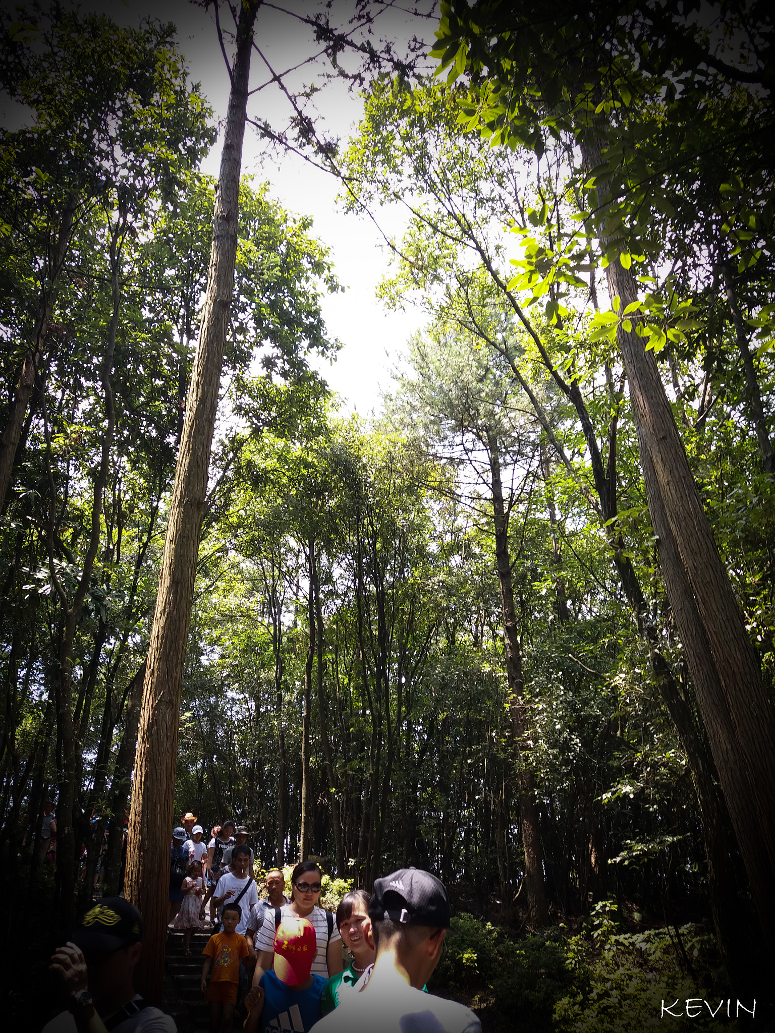 Samsung Galaxy A9 Pro sample photo. Forest^_^ photography