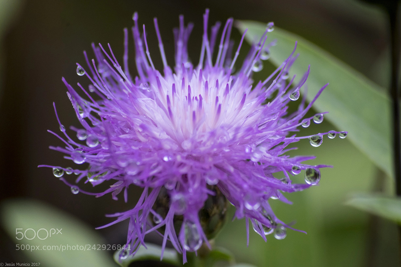 Sony a7 II sample photo. Gotas photography