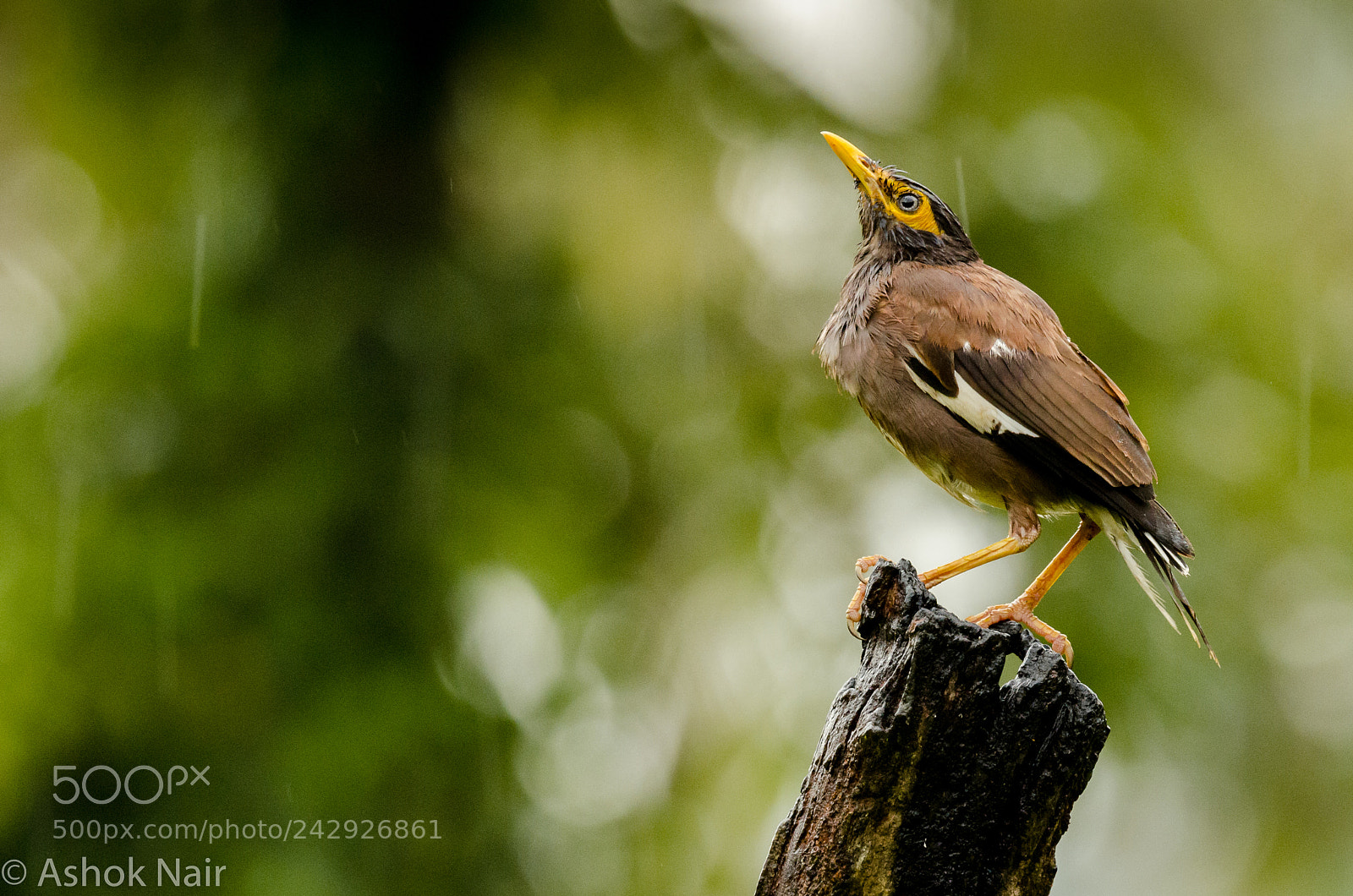 Nikon D5100 sample photo. Mynah photography