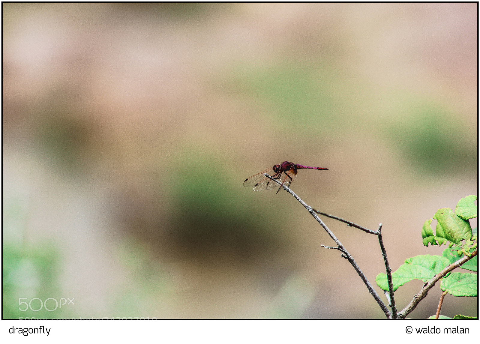 Canon EOS 550D (EOS Rebel T2i / EOS Kiss X4) sample photo. Dragonfly photography