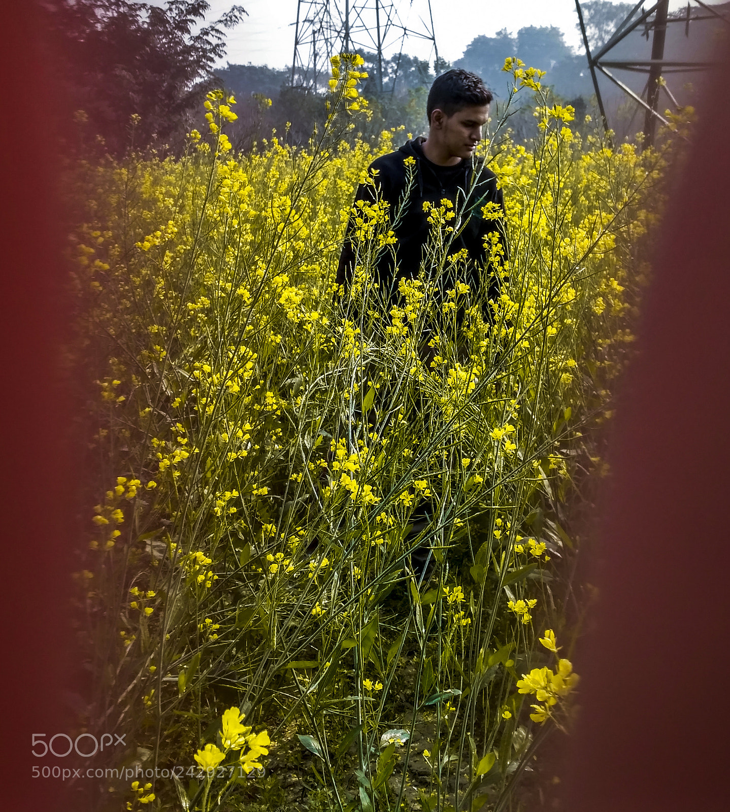 Xiaomi Redmi 3S sample photo. Middle of mustard sarso photography