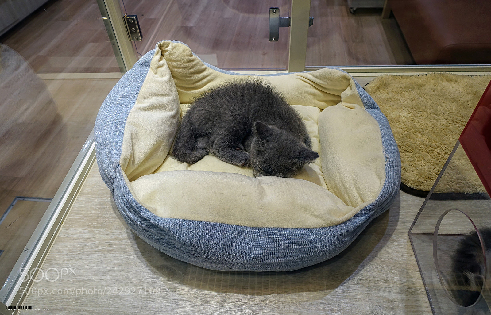 Sony Cyber-shot DSC-RX100 III sample photo. Pet shop photography