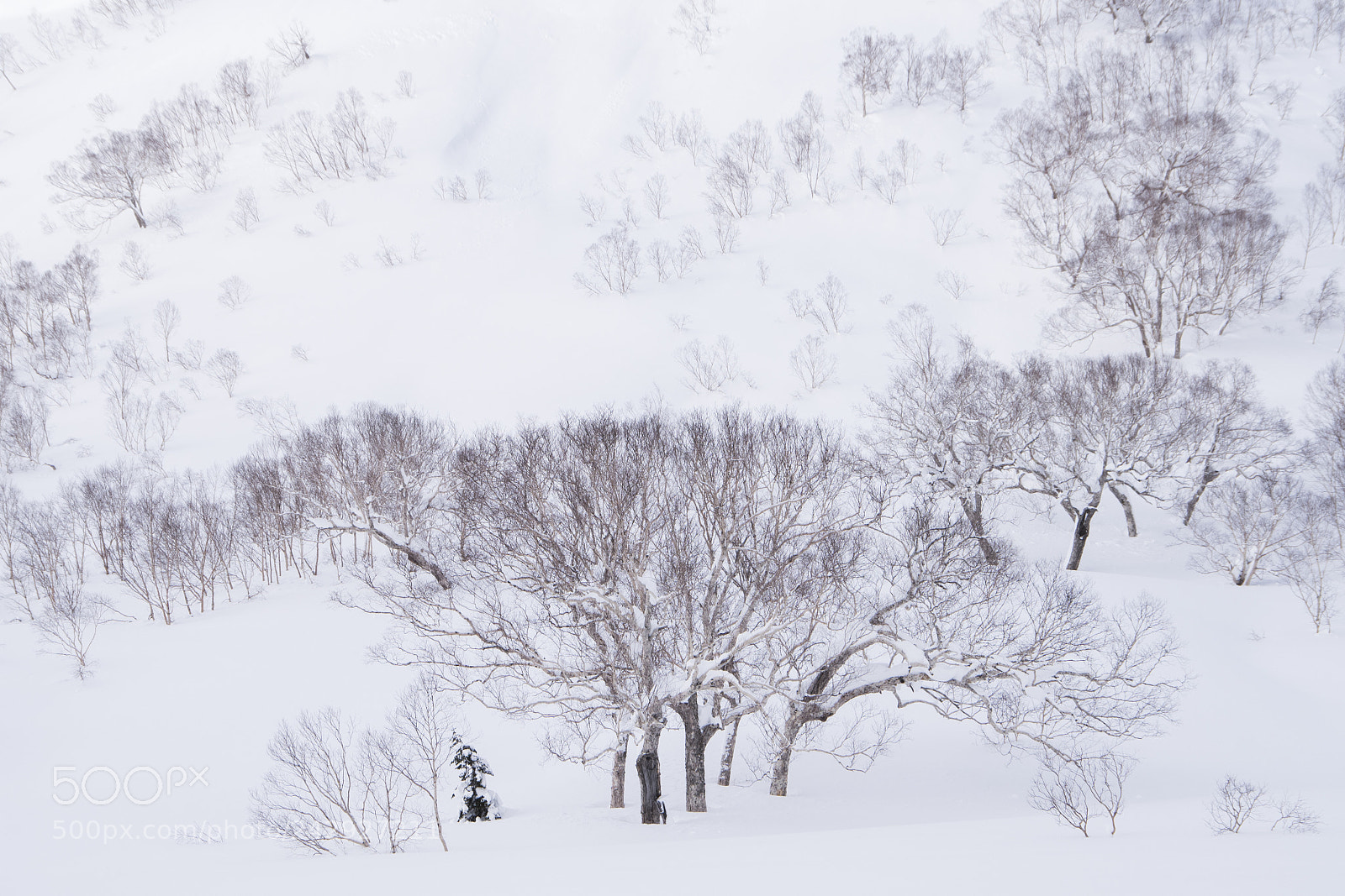 Pentax K-1 sample photo. Snow forest photography