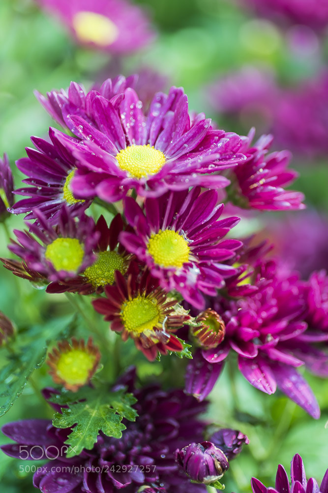 Nikon D850 sample photo. Flowers photography
