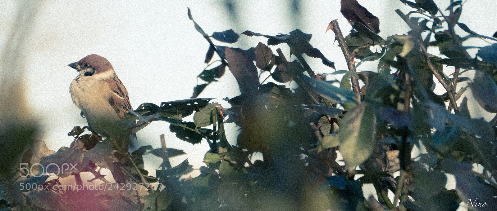Panasonic Lumix DMC-GH4 sample photo. Winter photography