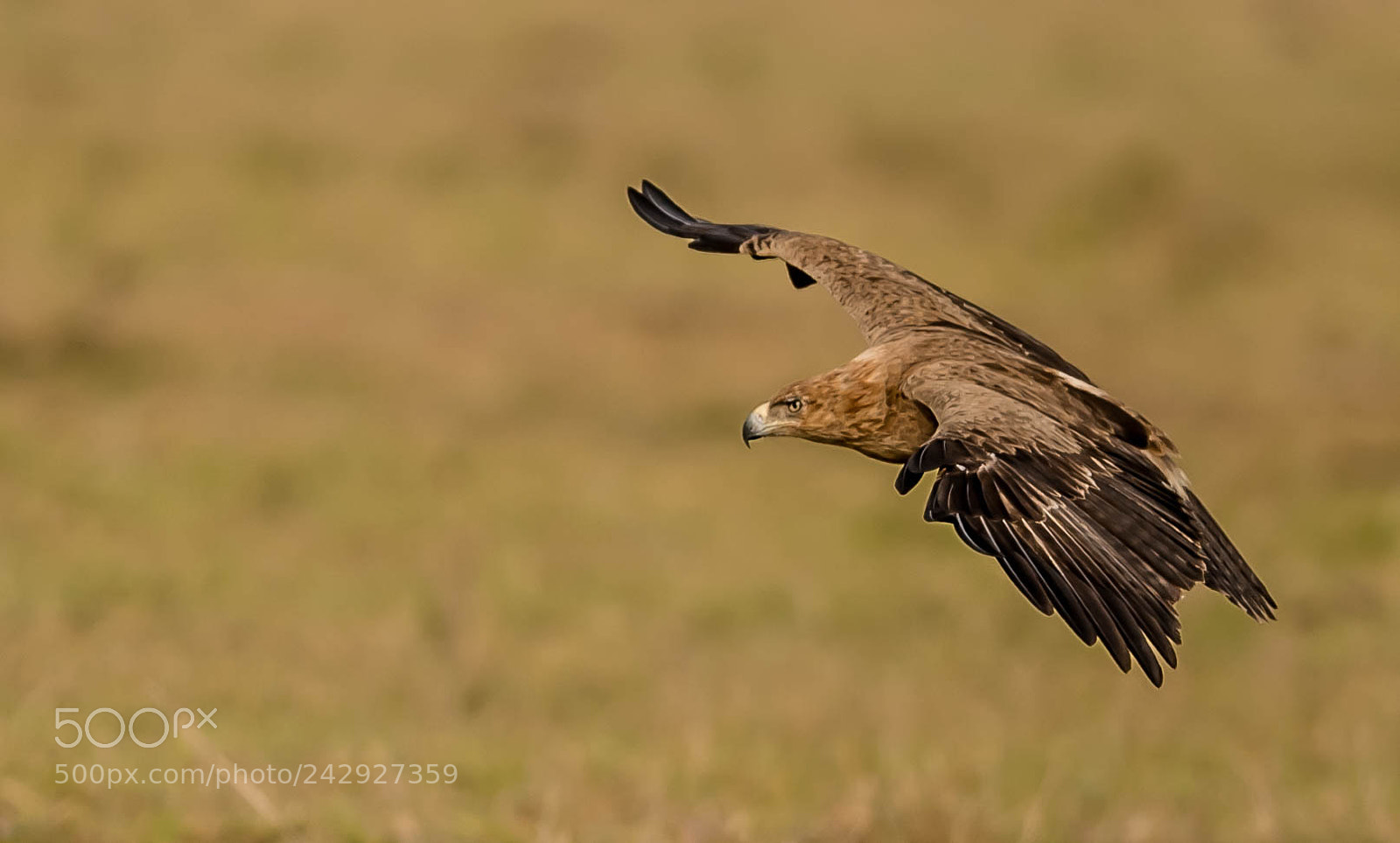 Nikon D5 sample photo. Tawny eagle photography