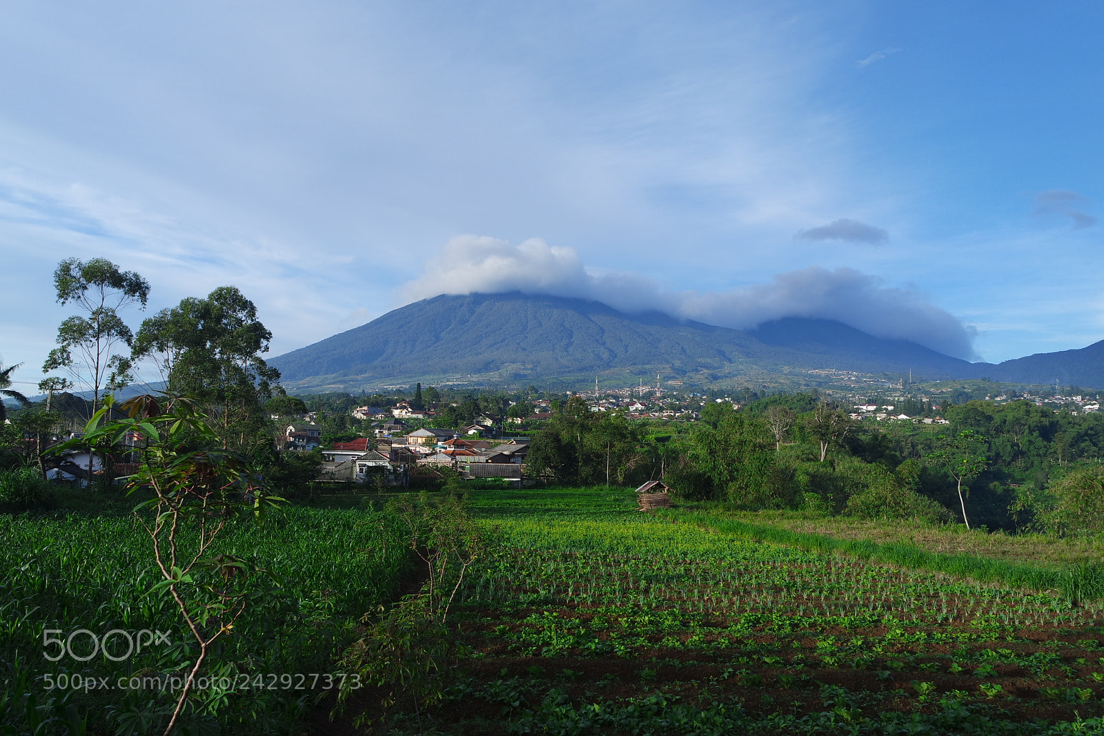 Samsung NX3000 sample photo. Gede pangrango photography