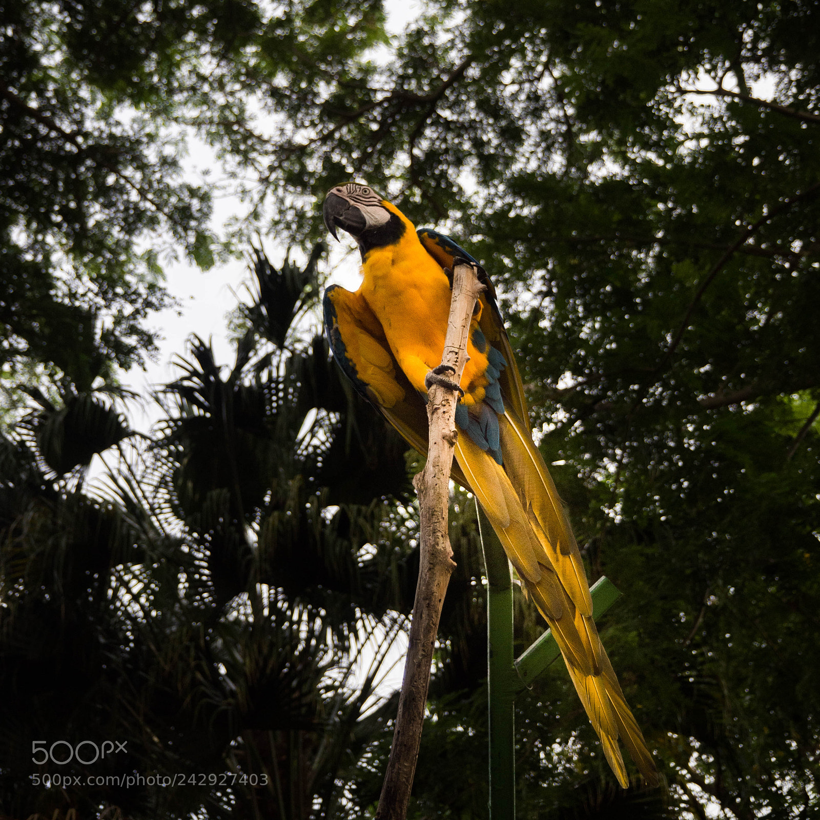 Olympus OM-D E-M10 II sample photo. Pirate parrot photography