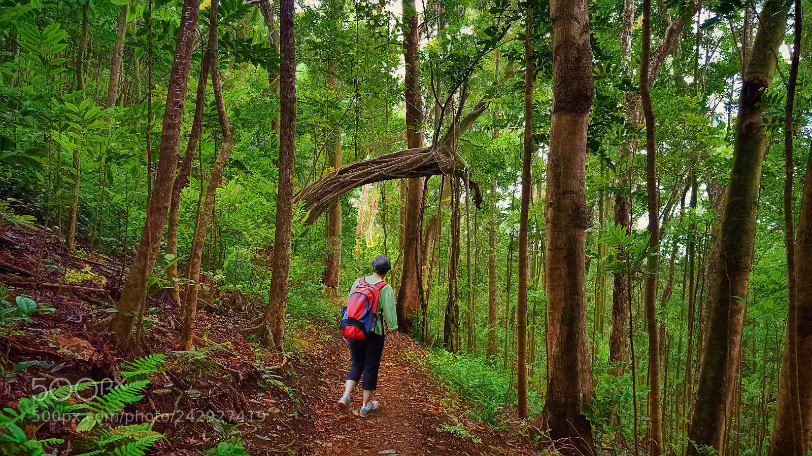 Samsung Galaxy S6 sample photo. Forest walk photography