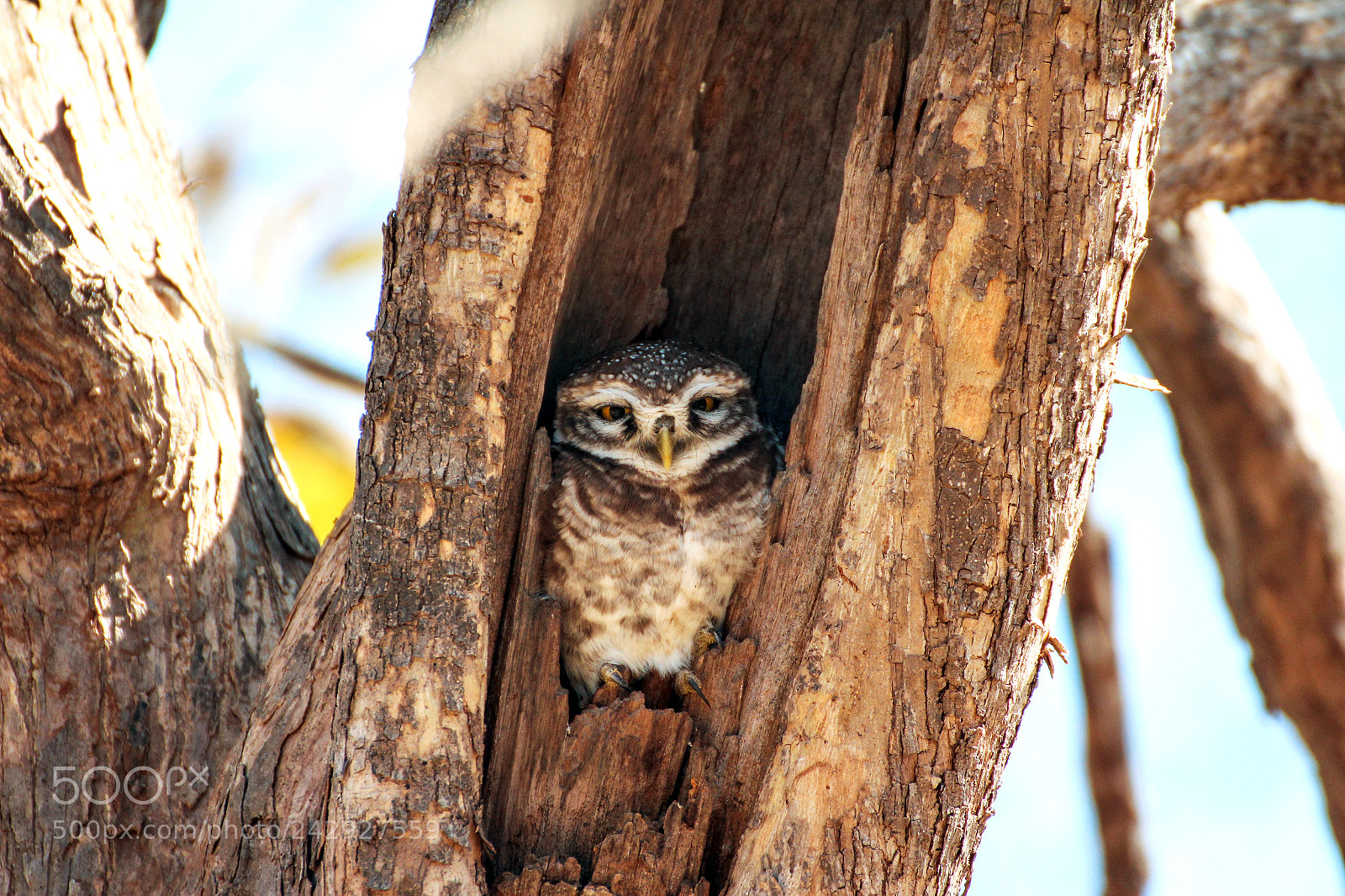 Canon EOS 1200D (EOS Rebel T5 / EOS Kiss X70 / EOS Hi) sample photo. Spotted owlet photography
