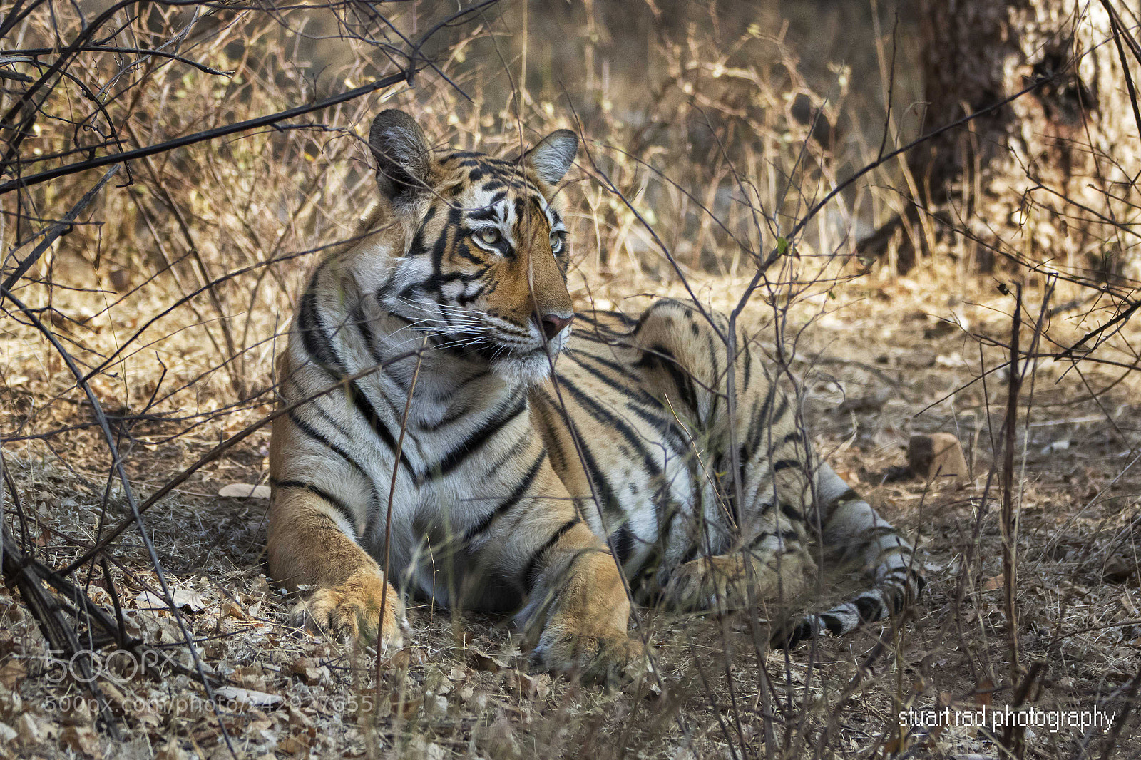 Canon EOS 7D Mark II sample photo. Tiger lying down photography