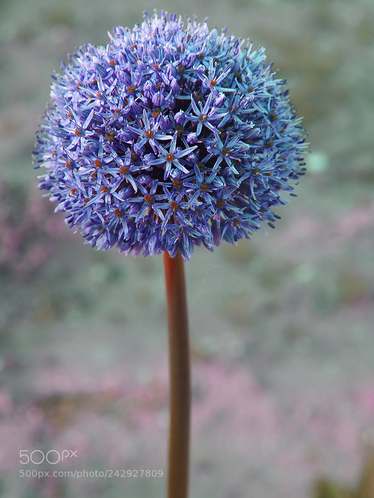 Olympus PEN E-PL5 sample photo. The garlic was ripe. photography