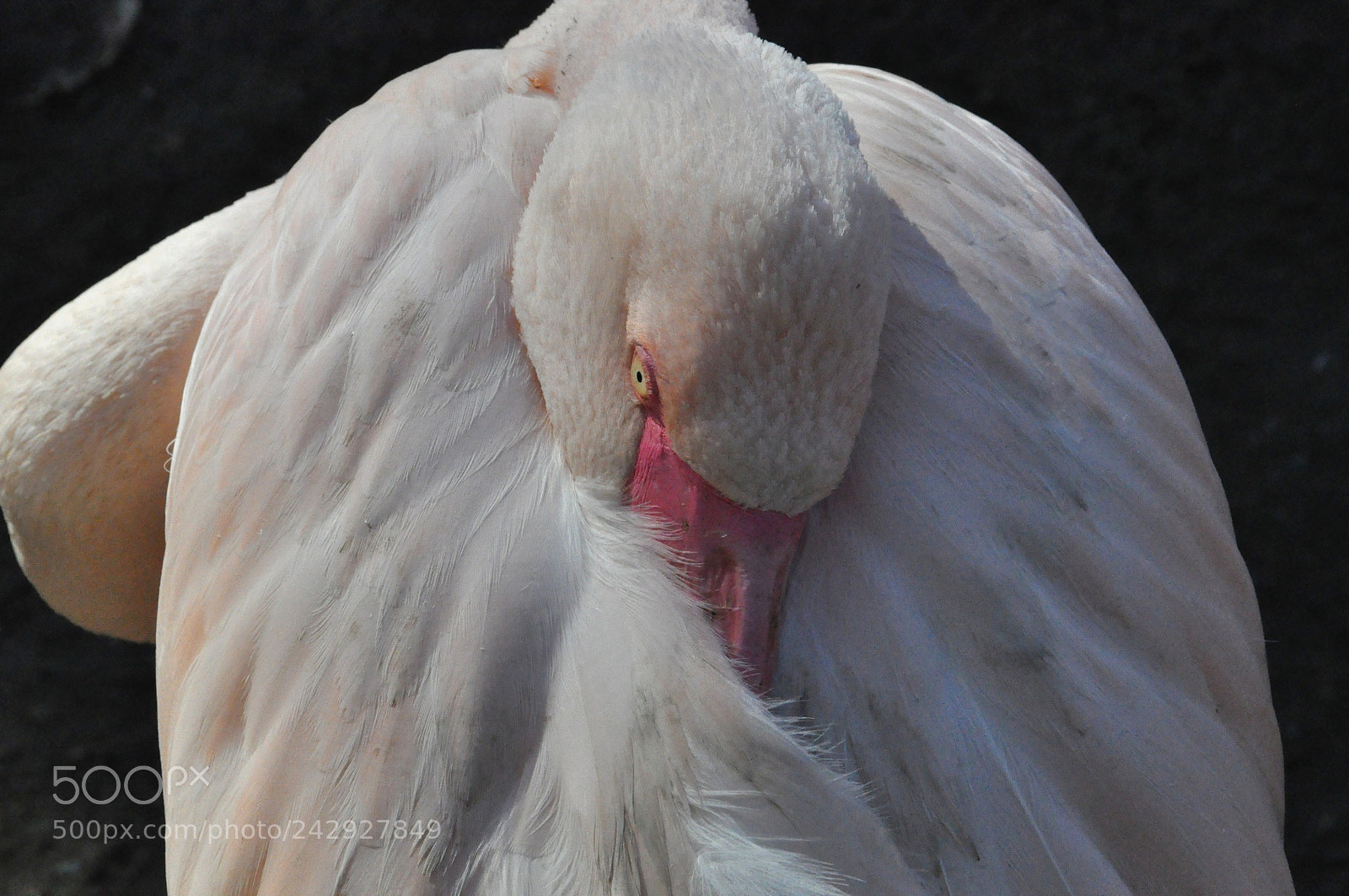 Nikon D90 sample photo. Sleeping session photography