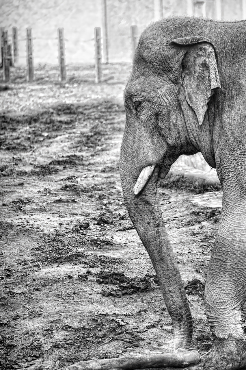 Nikon D700 sample photo. Elephant.. photography