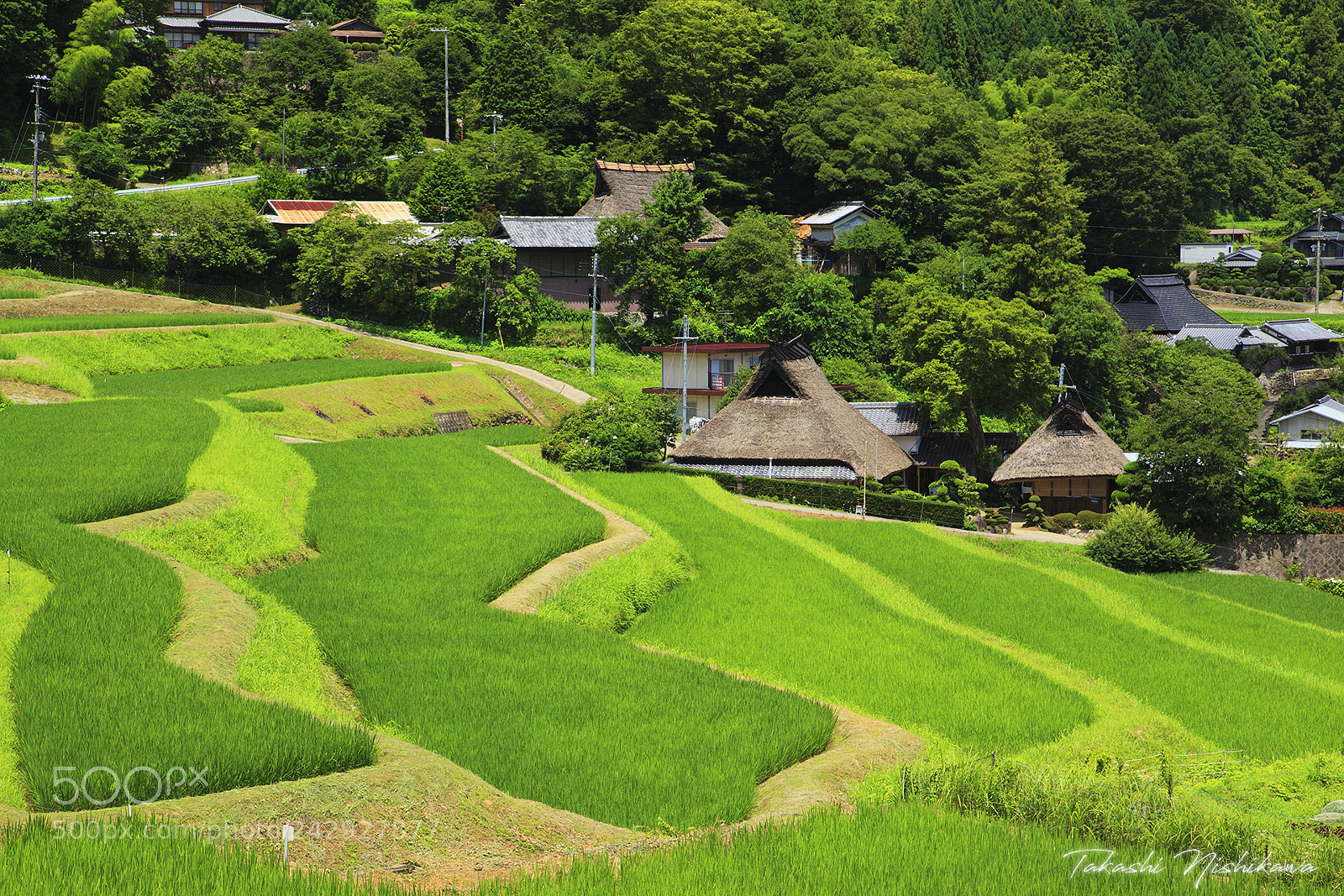 Canon EOS 5D Mark II sample photo. Rice terrace of nagatani photography