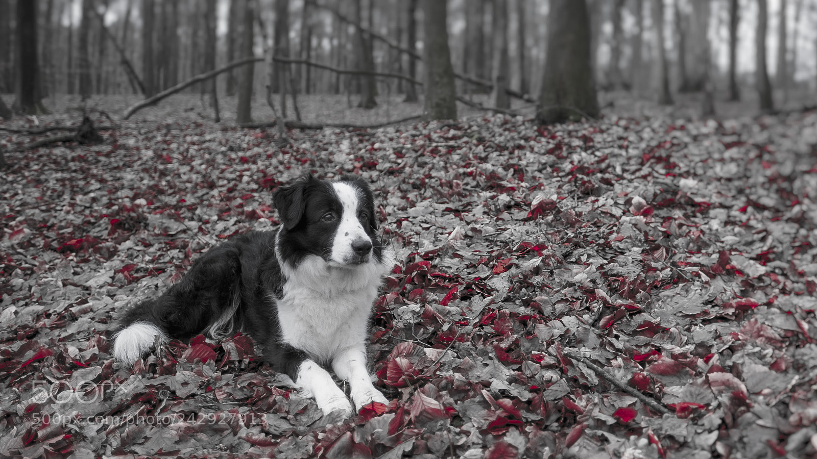 Fujifilm X-Pro1 sample photo. Red winter dog photography