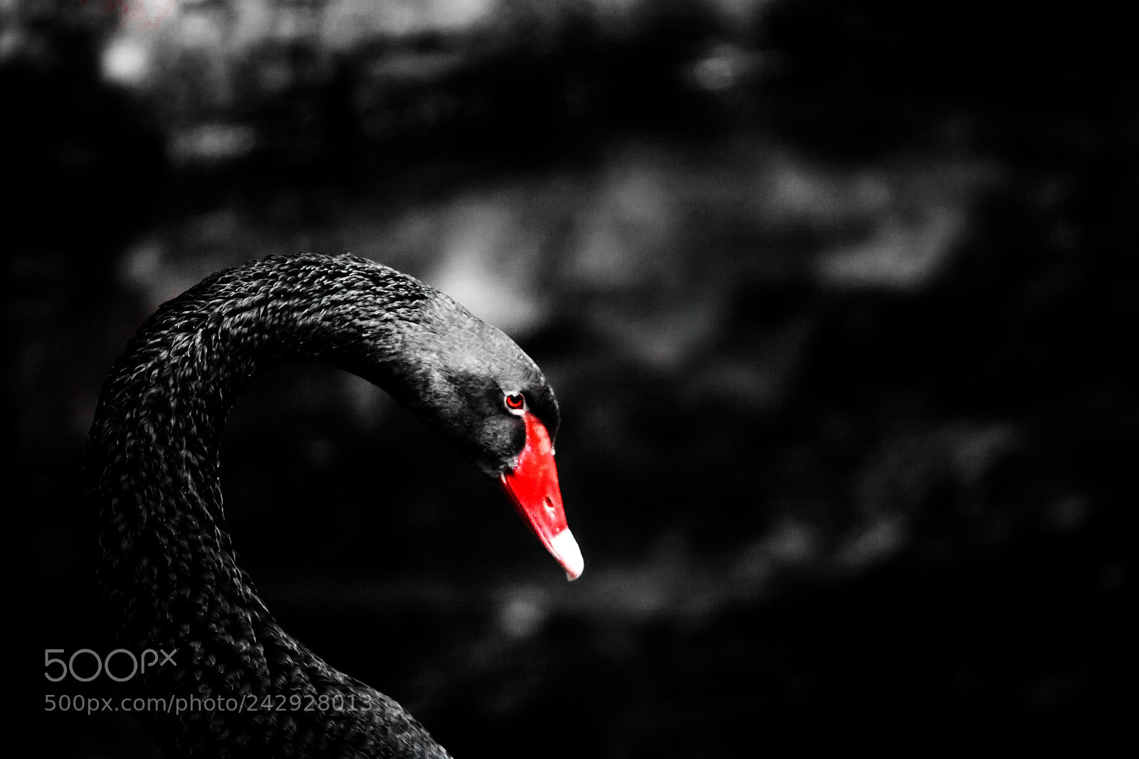 Canon EOS 1100D (EOS Rebel T3 / EOS Kiss X50) sample photo. Black swan photography